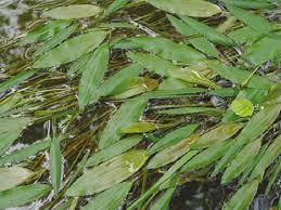 Attēlu rezultāti vaicājumam “Potamogeton compressus leaf”