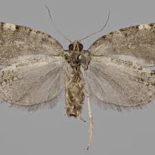 Attēlu rezultāti vaicājumam “Dichelia histrionana”