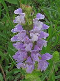 Attēlu rezultāti vaicājumam “Prunella vulgaris”