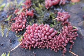 Attēlu rezultāti vaicājumam “Ascocoryne sarcoides”