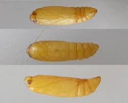 Attēlu rezultāti vaicājumam “pupa”