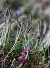 Attēlu rezultāti vaicājumam “Cladonia cornuta”