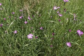 Image result for Kornrade