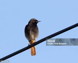 Attēlu rezultāti vaicājumam “Phoenicurus ochruros”