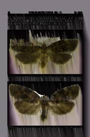 Attēlu rezultāti vaicājumam “Dichelia histrionana”