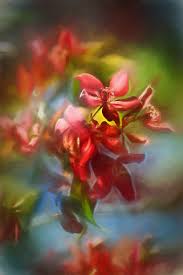 Attēlu rezultāti vaicājumam “Malus purpurea flower”