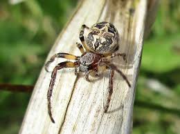 Attēlu rezultāti vaicājumam “Larinioides cornutus”