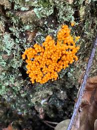 Attēlu rezultāti vaicājumam “Lignydium muscorum”