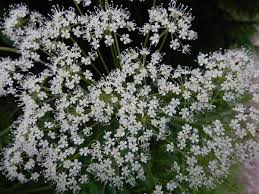 Attēlu rezultāti vaicājumam “Laserpitium latifolium flower”