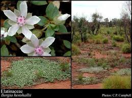 Attēlu rezultāti vaicājumam “Elatinaceae”
