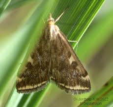 Attēlu rezultāti vaicājumam “Lycogala irregulare sessile”