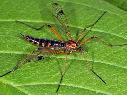 Attēlu rezultāti vaicājumam “Dictenidia bimaculata male”