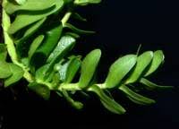 Attēlu rezultāti vaicājumam “Glaux maritima leaf”