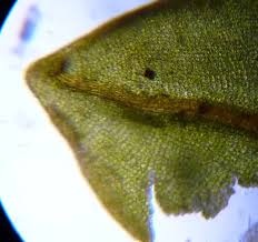 Attēlu rezultāti vaicājumam “Encalypta streptocarpa”