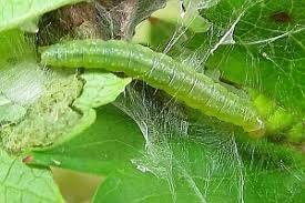 Attēlu rezultāti vaicājumam “Acleris aspersana”