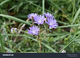 Attēlu rezultāti vaicājumam “Lactuca tatarica flower”