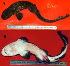 Image result for Haploblepharus pictus