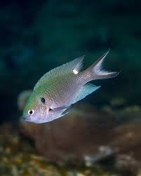 Image result for Mycteroperca olfax