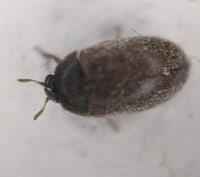 Attēlu rezultāti vaicājumam “Attagenus smirnovi”