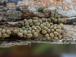 Attēlu rezultāti vaicājumam “Badhamia lilacina spores”