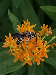 Attēlu rezultāti vaicājumam “Neocudoniella albiceps”