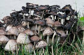 Attēlu rezultāti vaicājumam “Coprinus atramentarius”