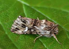 Attēlu rezultāti vaicājumam “Calophasia lunula”