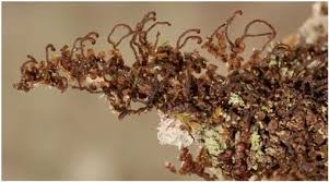 Attēlu rezultāti vaicājumam “Frullania fragilifolia”