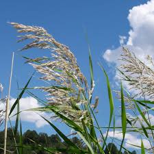Attēlu rezultāti vaicājumam “Phragmites communis flower”