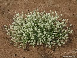 Attēlu rezultāti vaicājumam “Trifolium arvense flower”