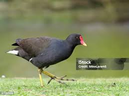 Attēlu rezultāti vaicājumam “Gallinula chloropus”