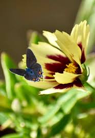 Attēlu rezultāti vaicājumam “Thiodia citrana”