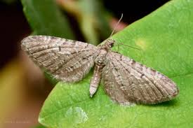 Attēlu rezultāti vaicājumam “Eupithecia icterata female”