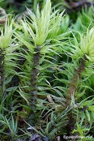 Attēlu rezultāti vaicājumam “Dicranum polysetum”