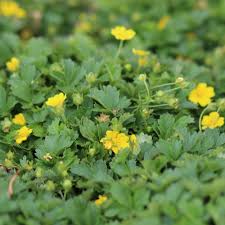 Attēlu rezultāti vaicājumam “Potentilla”