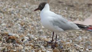 Attēlu rezultāti vaicājumam “Larus ridibundus adult”