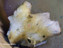 Attēlu rezultāti vaicājumam “Peltigera malacea”