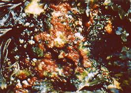 Attēlu rezultāti vaicājumam “Hildenbrandia rivularis”