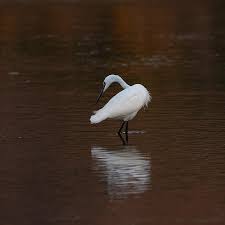 Image result for Egretta garzetta