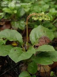 Attēlu rezultāti vaicājumam “Orthilia secunda bud”