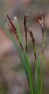 Attēlu rezultāti vaicājumam “Carex digitata leaf”