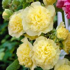 Image result for Alcea rosea