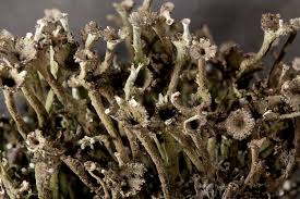 Attēlu rezultāti vaicājumam “Cladonia phyllophora”