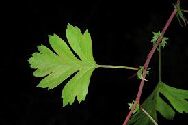 Attēlu rezultāti vaicājumam “Crataegus monogyna subsp. nordica”