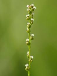 Attēlu rezultāti vaicājumam “Juncaginaceae”