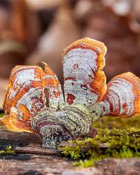 Attēlu rezultāti vaicājumam “Stereum fasciatum”