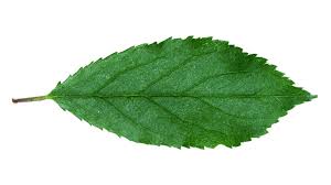 Attēlu rezultāti vaicājumam “Prunus spinosa leaf”