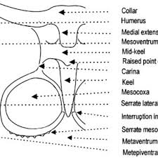 Attēlu rezultāti vaicājumam “Comatricha pulchella spores”