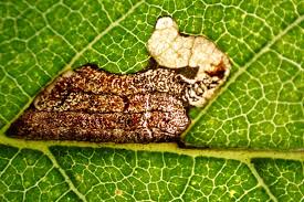 Attēlu rezultāti vaicājumam “Proutia betulina larva”