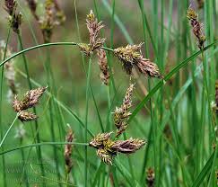 Attēlu rezultāti vaicājumam “Carex disticha”